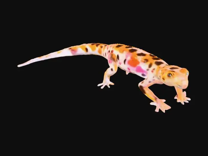 3D model for Colorful Gecko