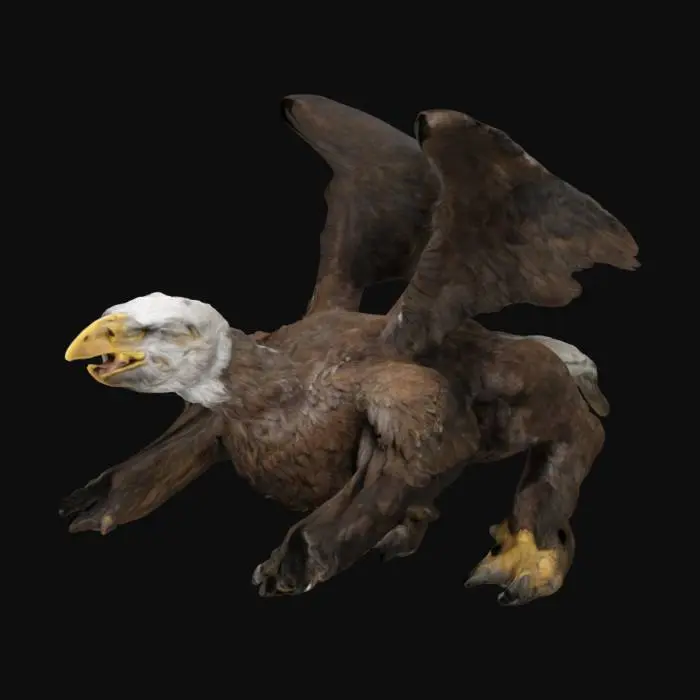 3D model for GRIFONE