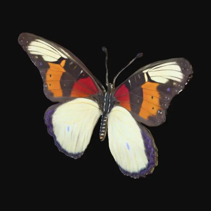 3D model for FARFALLA