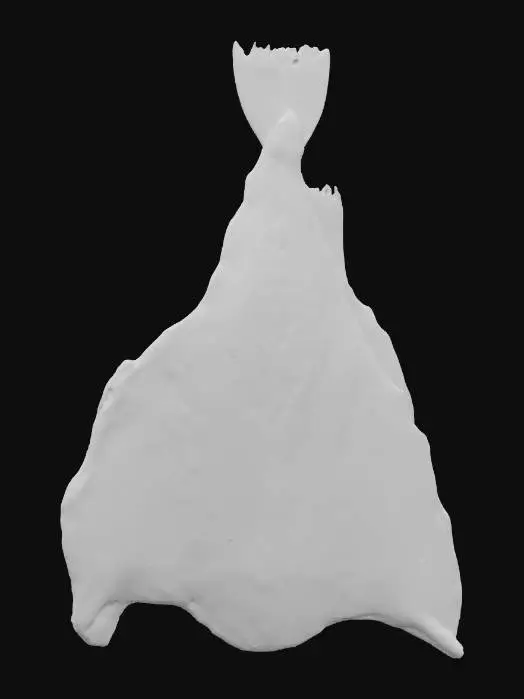 3D model for Salted Codfish Display