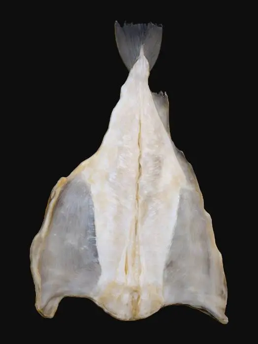 3D model for Salted Codfish Display