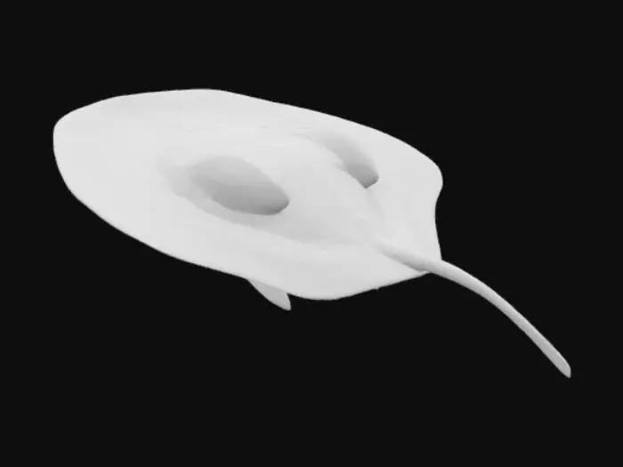 3D model for Electric ray a.k.a "Torpediniformes"