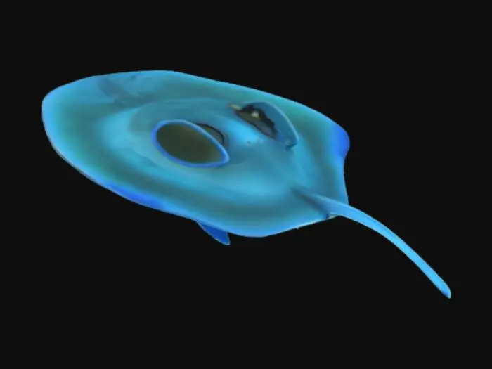 3D model for Electric ray a.k.a "Torpediniformes"
