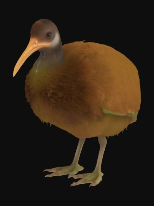 3D model for Bird Kiwi a.k.a "Apteryx"