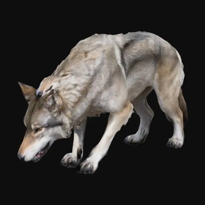 3D model for wolf drinking from a river.
