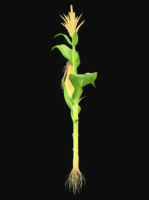 3D model for corn