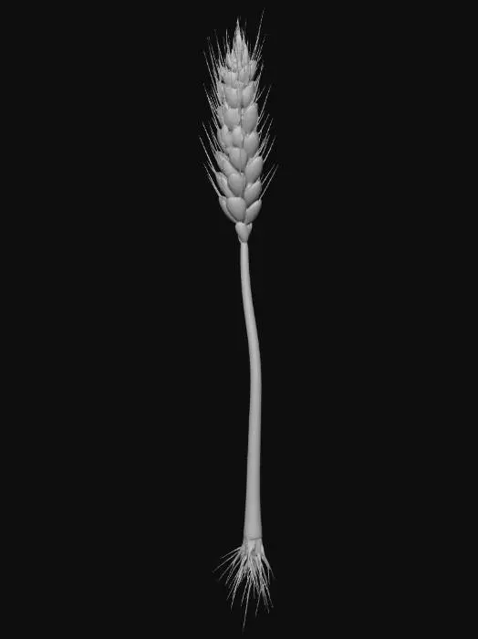 3D model for Amber Wheat Spike