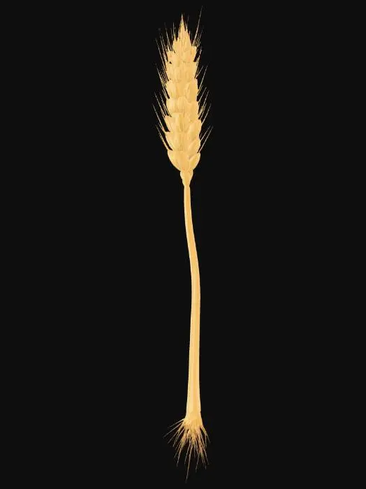 3D model for Amber Wheat Spike