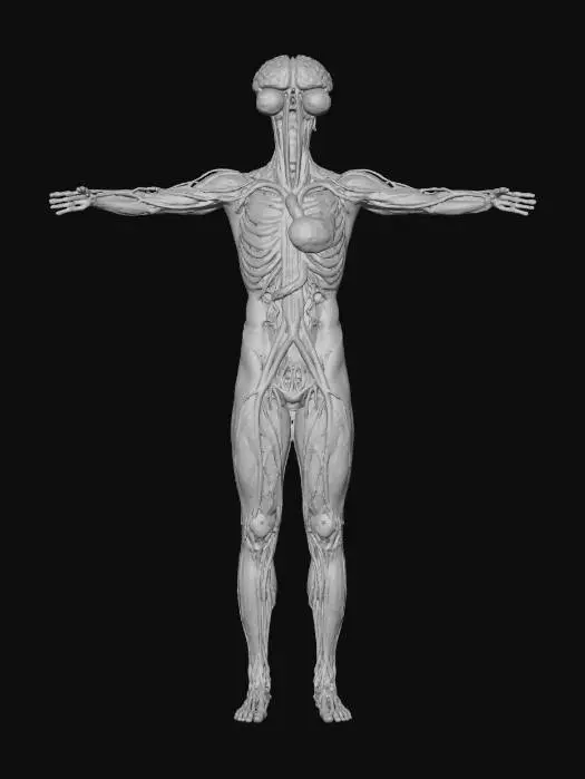 3D model for Anatomy Cartoon