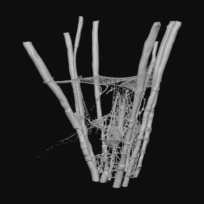 3D model for Forest Canopy Artistry