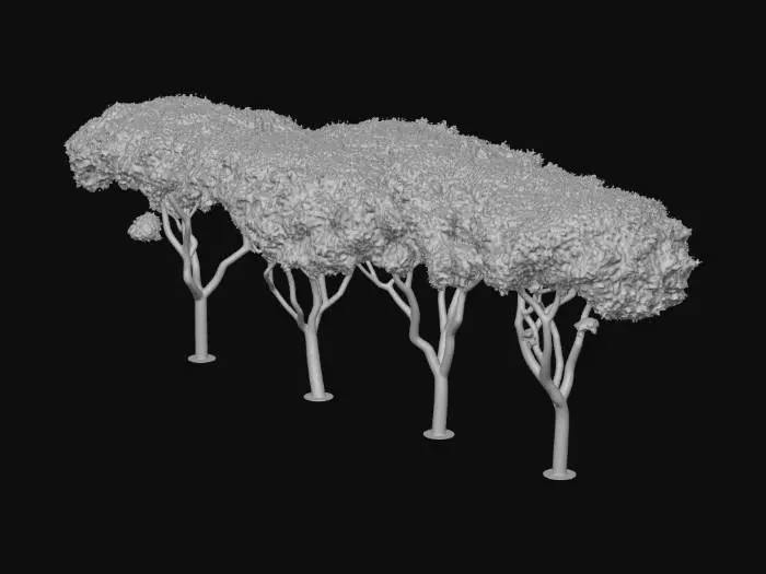 3D model for Canopy of Trees