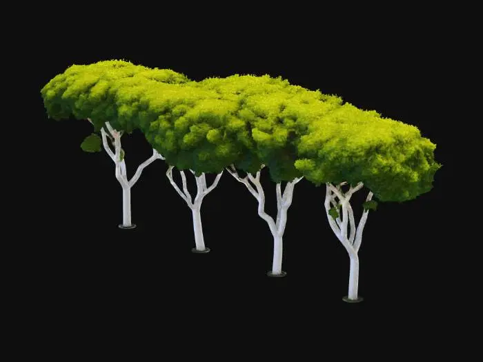 3D model for Canopy of Trees