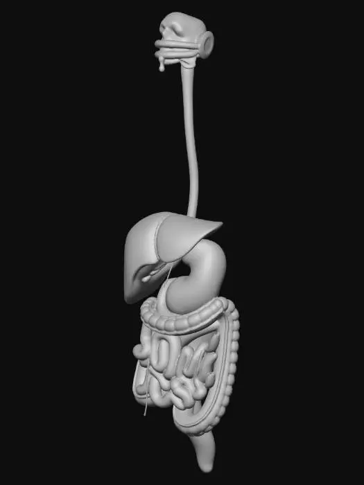 3D model for Digestive System Anatomy