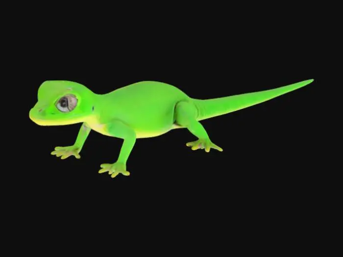 3D model for green gecko with small yellow stripes across back
tail curled down and to front. large black eyes