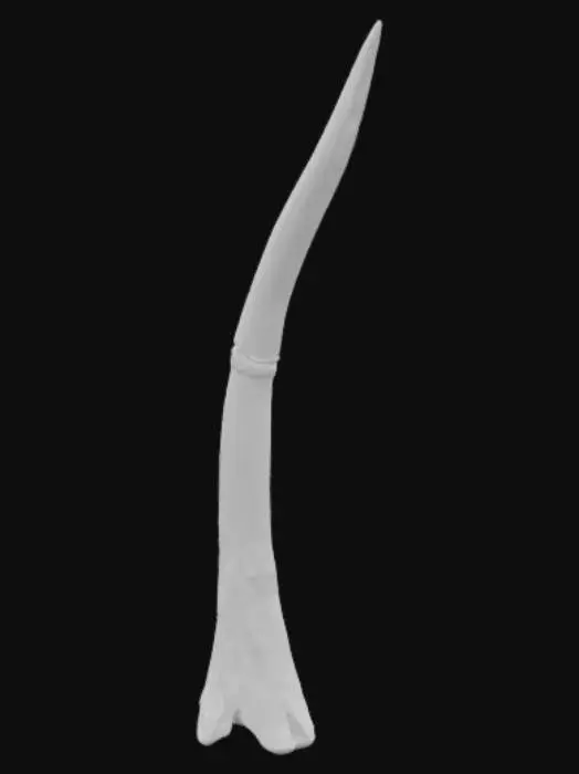 3D model for A standalone sculpt of a single devil horn designed for forehead mounting on a humanoid model or for use as a printable cosplay accessory. The horn should be sharply curved, tapering to a point, with a natural backward arc and slightly twisted structure. It must have a flared base with a slight ridge or notch for clean attachment to skin, prosthetic, or 3D model surface. No head, scalp, or additional anatomy — only the single horn. Geometry should be symmetrical if duplicated as a pair. Suitable for games, digital kits, or cosplay 3D printing.

