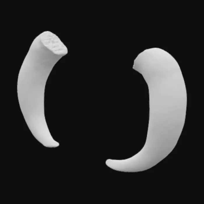 3D model for A pair of realistic cow horns designed as a standalone accessory for attaching to a humanoid model’s head. The horns should be thick, slightly curved outward and forward in a natural bovine shape, tapering to rounded tips. They must be symmetrical and modeled as a single floating asset — no head, scalp, or hair. The base of each horn should have a subtle ridge where it would connect to skin or hair, allowing easy attachment to another model. The horns should look aged and heavy, with organic, slightly asymmetrical structure, suitable for fantasy, creature, or realistic characters.