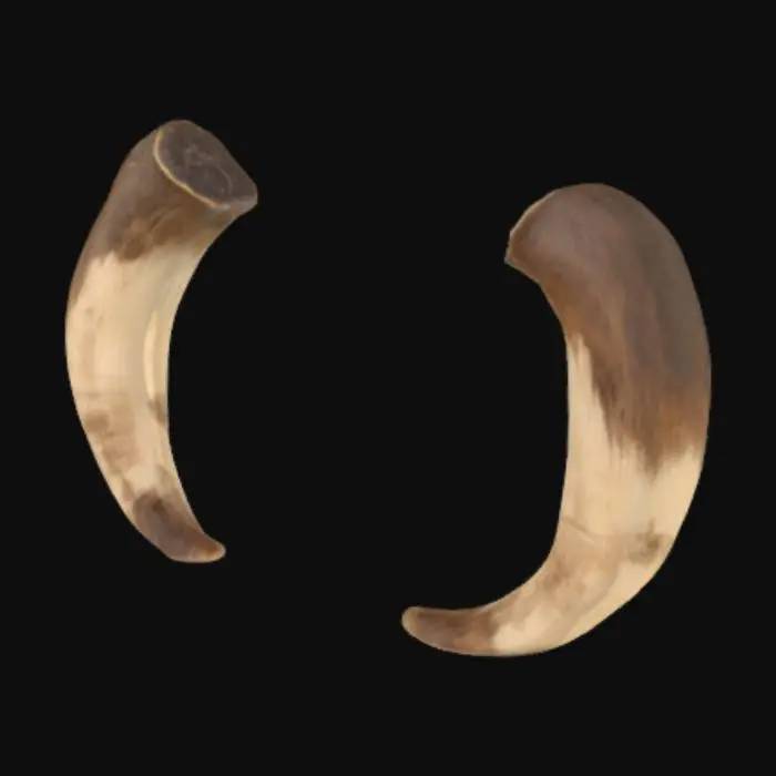 3D model for A pair of realistic cow horns designed as a standalone accessory for attaching to a humanoid model’s head. The horns should be thick, slightly curved outward and forward in a natural bovine shape, tapering to rounded tips. They must be symmetrical and modeled as a single floating asset — no head, scalp, or hair. The base of each horn should have a subtle ridge where it would connect to skin or hair, allowing easy attachment to another model. The horns should look aged and heavy, with organic, slightly asymmetrical structure, suitable for fantasy, creature, or realistic characters.