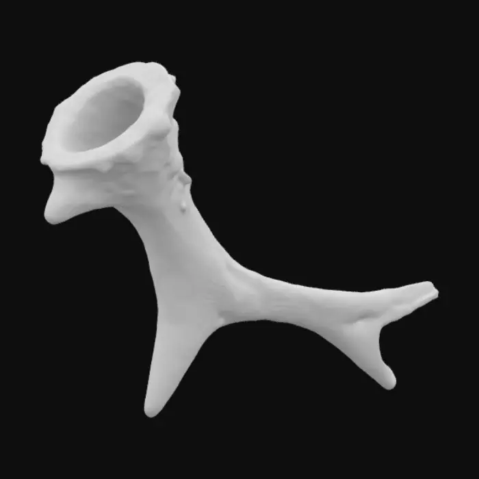 3D model for Antler Fragment
