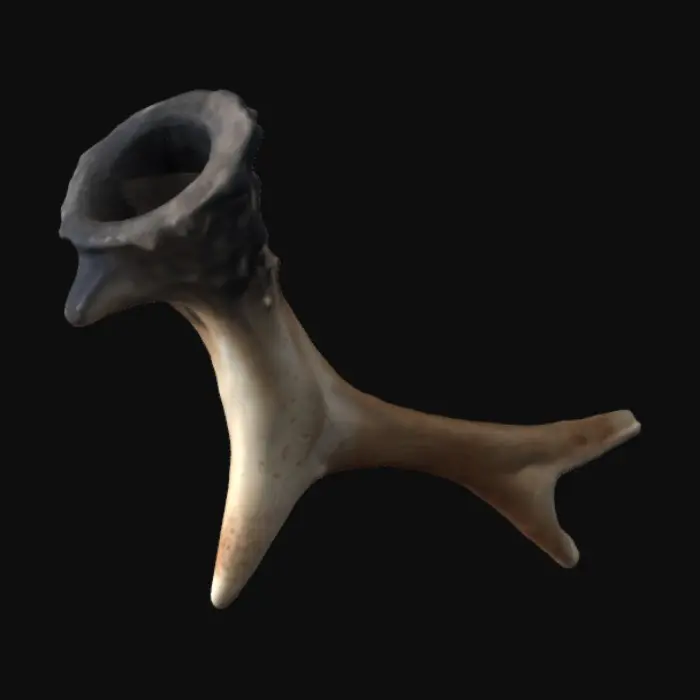 3D model for Antler Fragment
