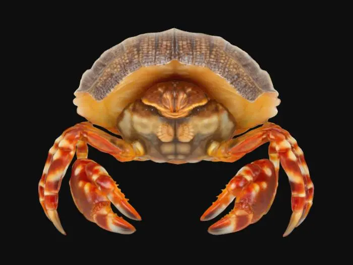 3D model for A single hermit crab in a symmetric pose with 8 legs spread evenly, claws open slightly, shell balanced symmetrically on back, isolated, clean mesh.”