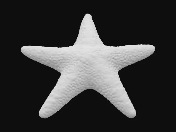 3D model for #ocean#,  A symmetrical, five-pointed star-shaped marine Starfish. Its upper surface is covered with a rough, granular, or finely spiny texture, and feels hard and slightly abrasive. Five stout arms extend evenly outward from a central disk-shaped body, and the edges of the arms may be rounded or slightly pointed. The overall structure is solid, with rich surface details and may have tiny tube feet attached to the base.
