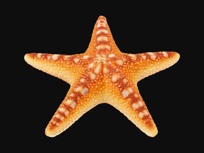 3D model for #ocean#,  A symmetrical, five-pointed star-shaped marine Starfish. Its upper surface is covered with a rough, granular, or finely spiny texture, and feels hard and slightly abrasive. Five stout arms extend evenly outward from a central disk-shaped body, and the edges of the arms may be rounded or slightly pointed. The overall structure is solid, with rich surface details and may have tiny tube feet attached to the base.