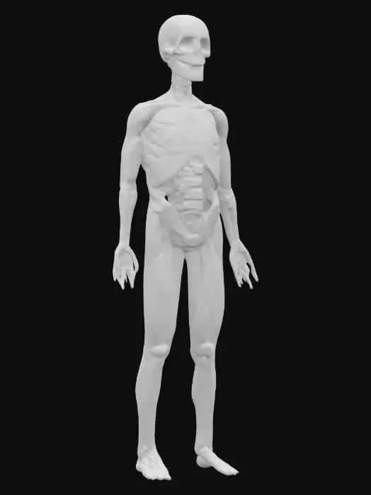 3D model for Anatomy of a Skeleton, #SketchTo3D#