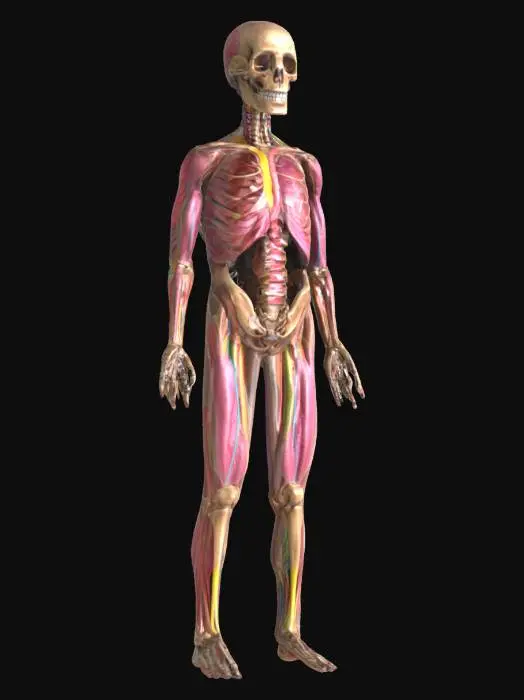 3D model for Anatomy of a Skeleton, #SketchTo3D#