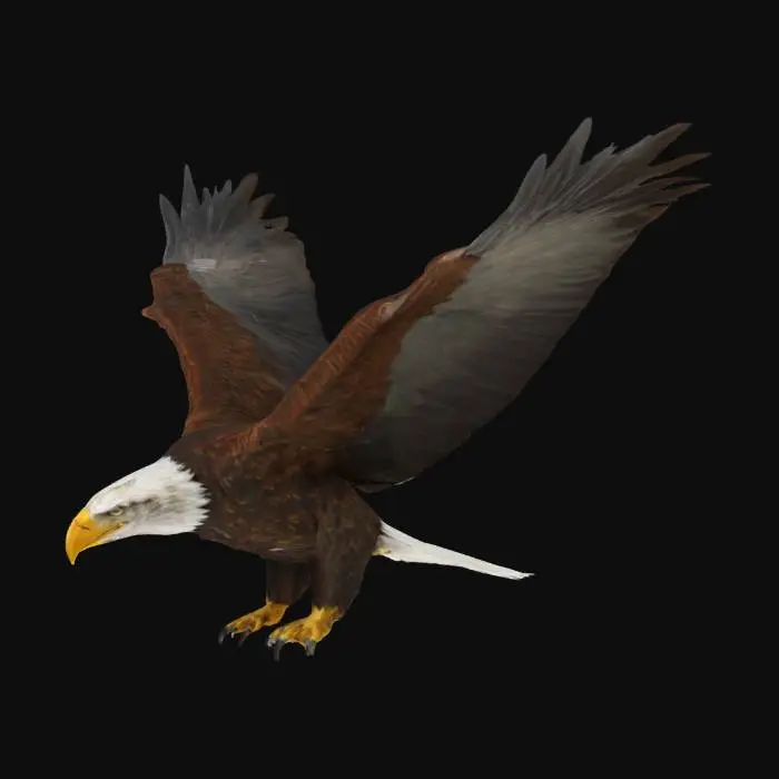 3D model for #AroundTheWorld#, A powerful Bald Eagle in flight, realistic, detailed