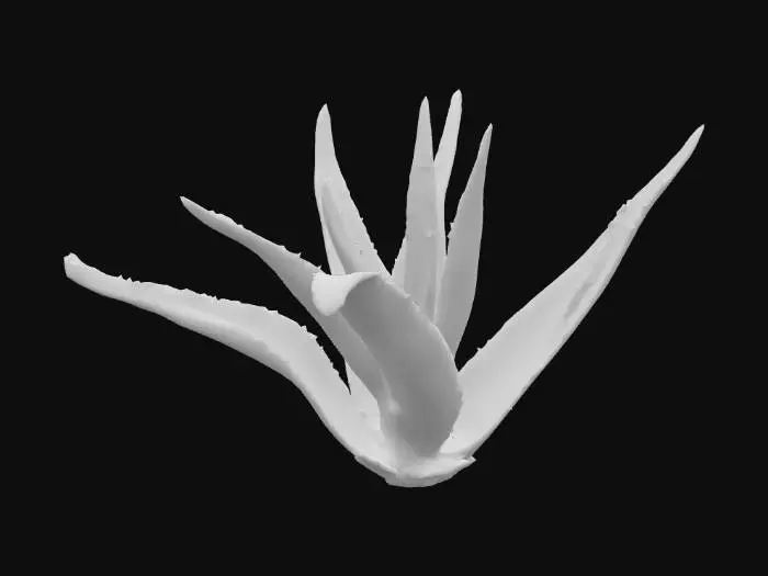 3D model for Aloe Delight
