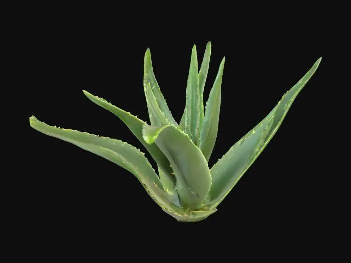 3D model for Aloe Delight