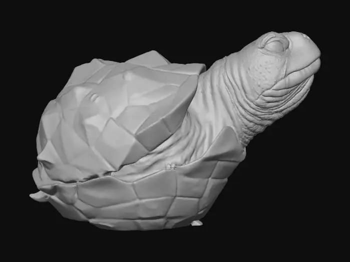 3D model for turtle head with shell wall mount