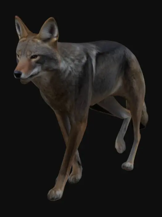 3D model for чёрный самец кайот