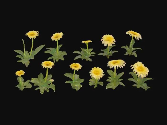 3D model for Daisy Dreamscape