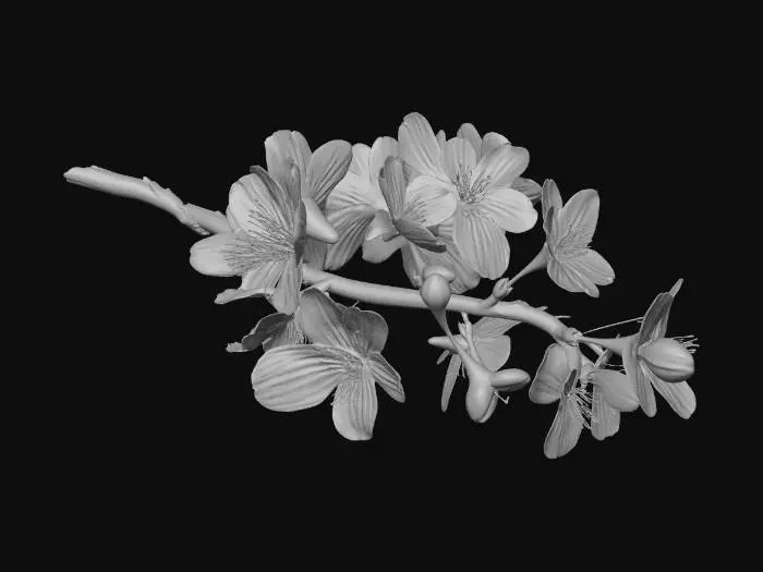 3D model for A single cherry blossom branch, detailed Japanese Sakura, rough dark brown bark texture, delicate soft pink petals, blooming flowers with small green buds, organic curvature, photorealistic, 4k textures, ambient occlusion, high fidelity game asset