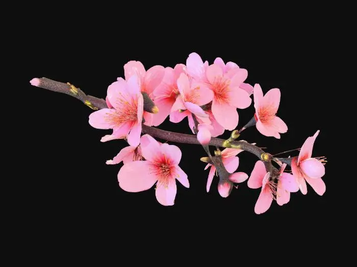 3D model for A single cherry blossom branch, detailed Japanese Sakura, rough dark brown bark texture, delicate soft pink petals, blooming flowers with small green buds, organic curvature, photorealistic, 4k textures, ambient occlusion, high fidelity game asset