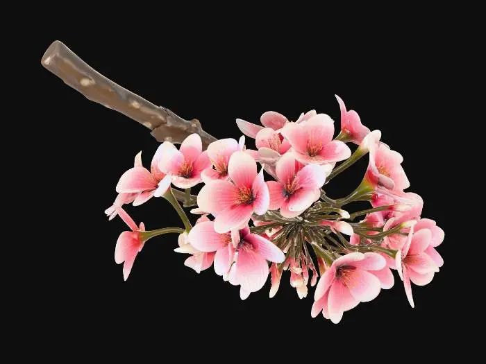 3D model for A single of cluster cherry blossoms, detailed Japanese Sakura, rough dark brown bark texture, delicate soft pink petals, blooming flowers with small green buds, organic curvature, photorealistic, 4k textures, ambient occlusion, high fidelity game asset