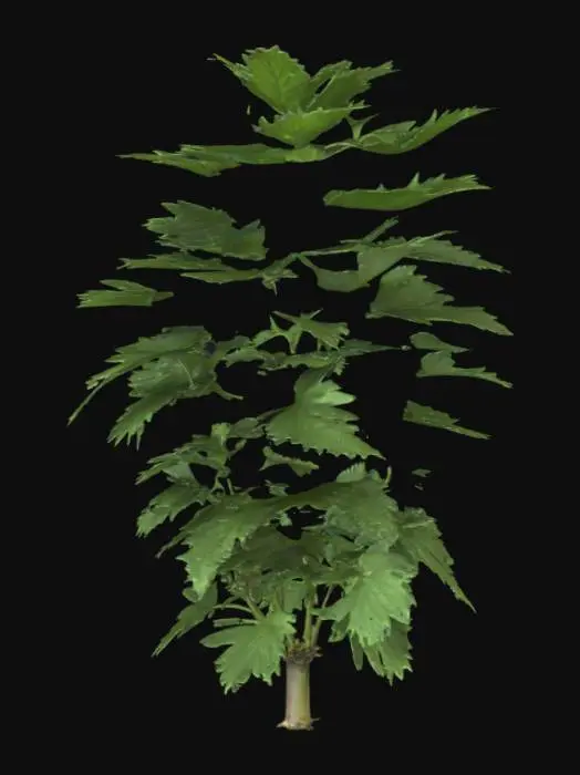 3D model for a stinging nettle bush, with some smaller seeds growing from the main stem