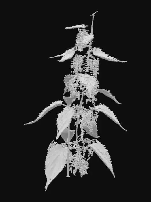 3D model for Stinging Nettle Plant