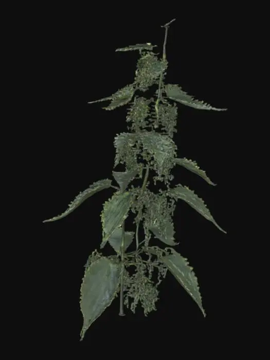 3D model for Stinging Nettle Plant