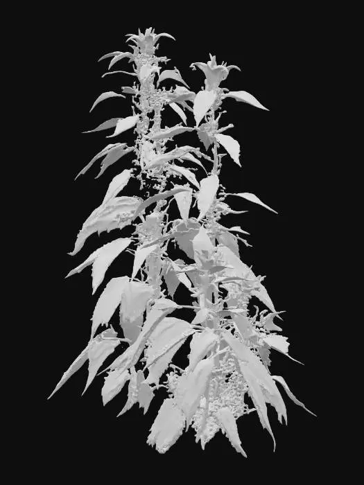 3D model for Nettle in Sunlight