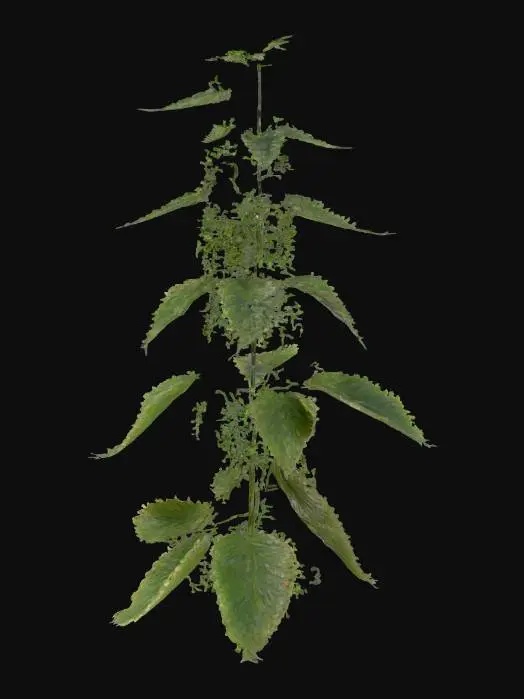 3D model for Stinging Nettle Plant