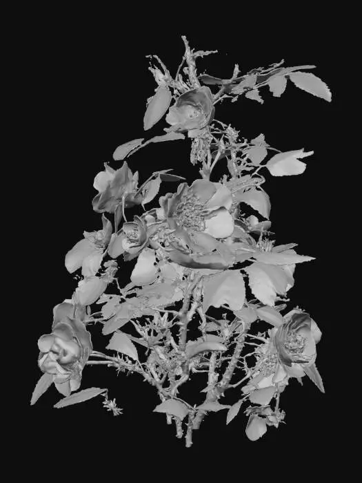 3D model for Wildflower Blossoms
