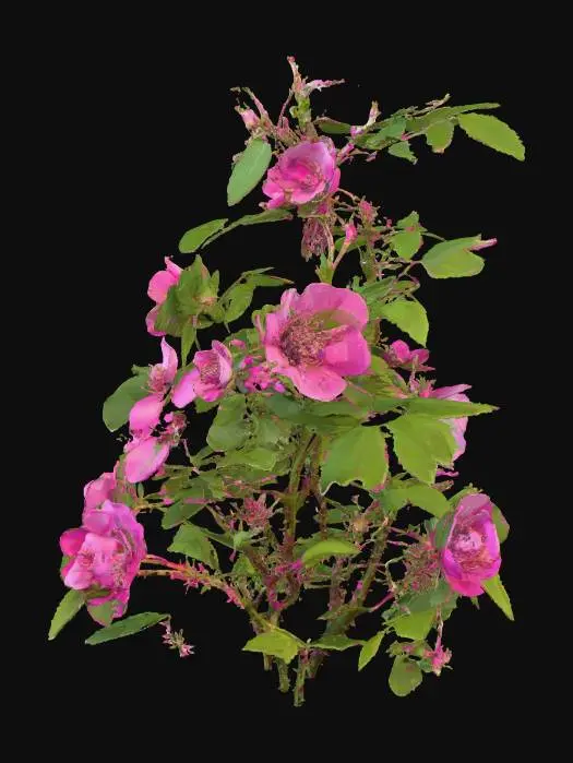 3D model for Wildflower Blossoms