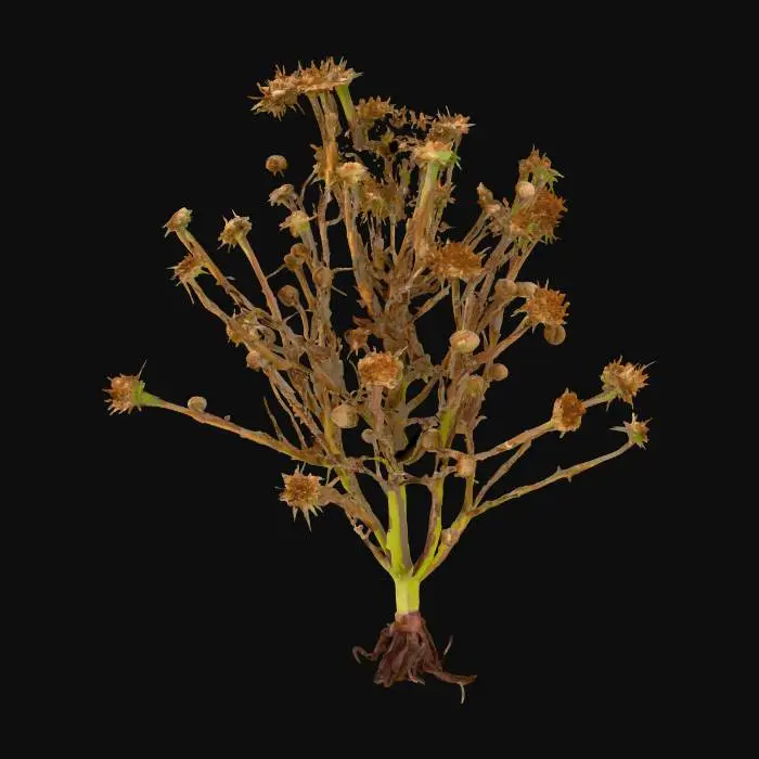 3D model for a small bush of spiky, brown common burdock growing from twigs