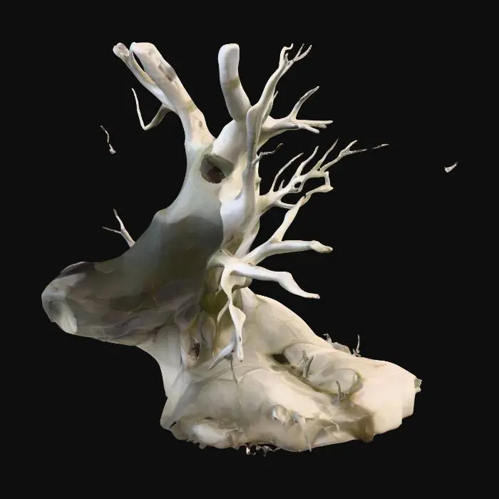 3D model for Stare of the Birch Tree