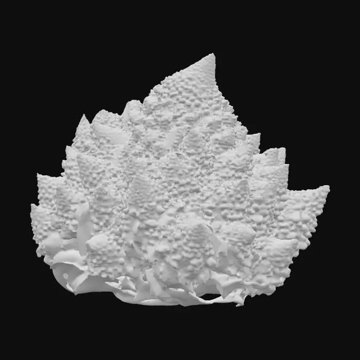 3D model for romanesco broccoli