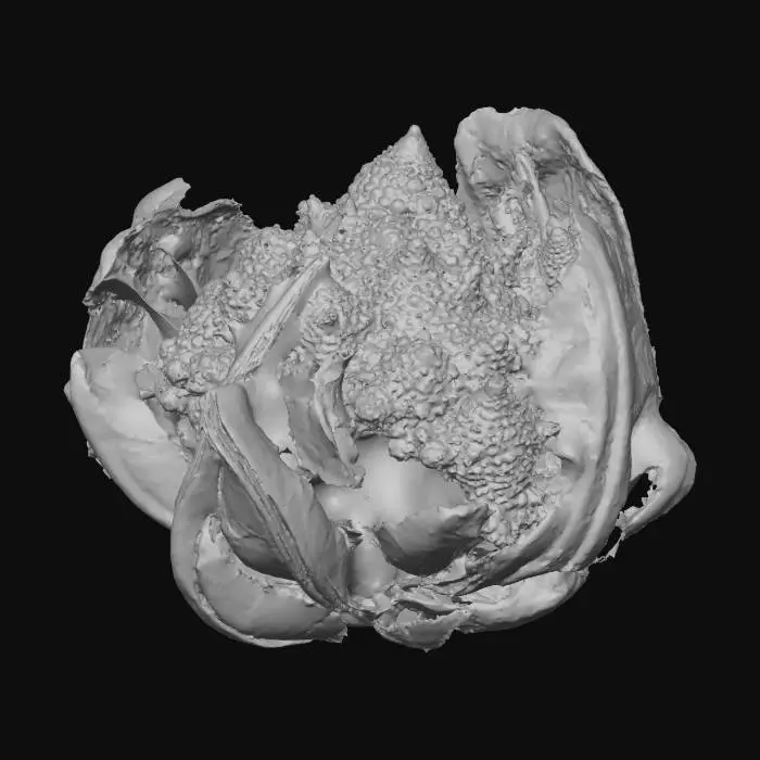 3D model for Fractal Beauty