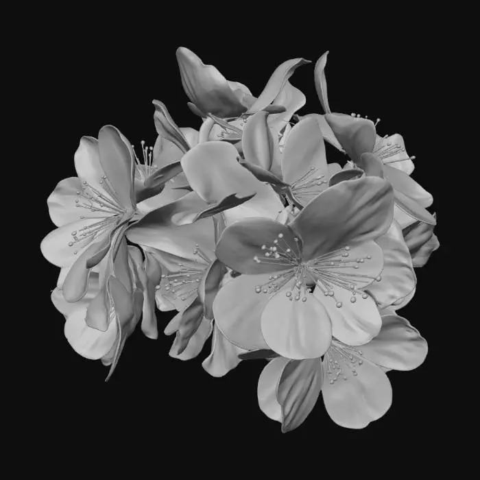 3D model for A single of cluster cherry blossoms, detailed Japanese Sakura, rough dark brown bark texture, delicate soft pink petals, blooming flowers with small green buds, organic curvature, photorealistic, 4k textures, ambient occlusion, high fidelity game asset