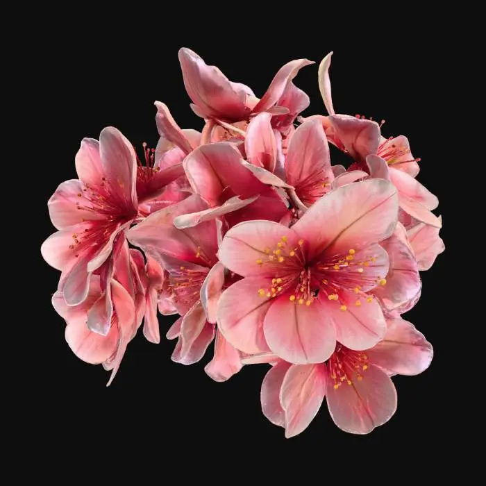 3D model for A single of cluster cherry blossoms, detailed Japanese Sakura, rough dark brown bark texture, delicate soft pink petals, blooming flowers with small green buds, organic curvature, photorealistic, 4k textures, ambient occlusion, high fidelity game asset